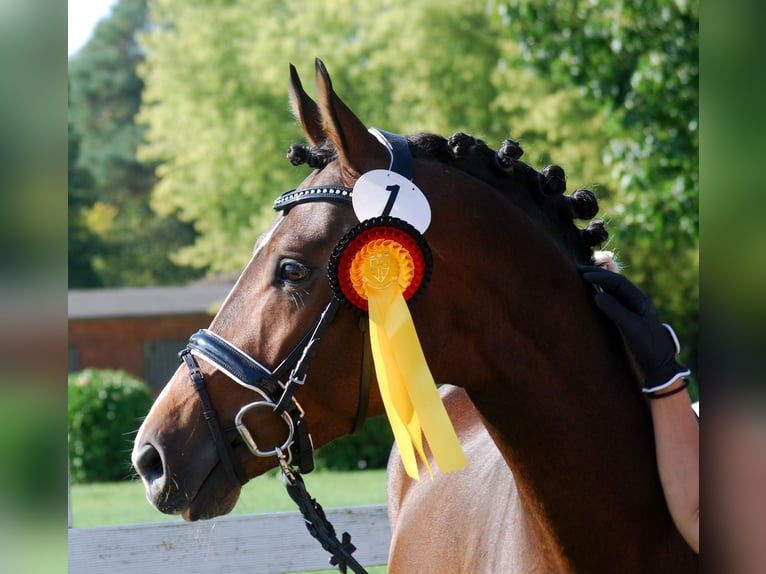 Trakehner Hengst 4 Jaar 163 cm Gevlekt-paard in Dortmund