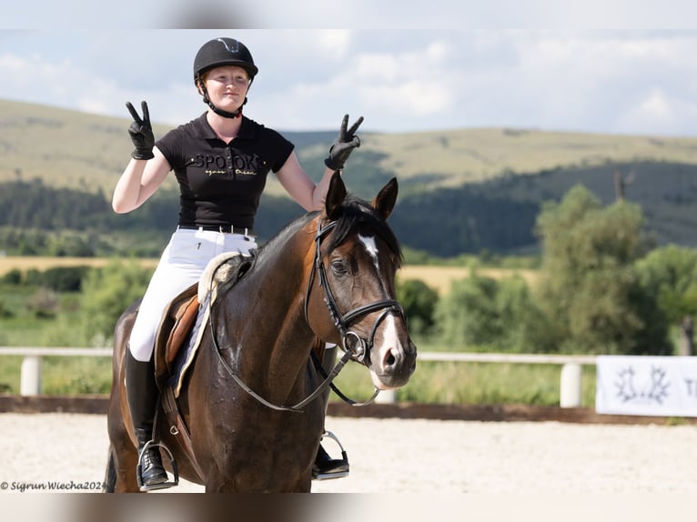 Trakehner Hengst 4 Jaar 167 cm Donkerbruin in &#1054;&#1087;&#1080;&#1094;&#1074;&#1077;&#1090; / Opicvet