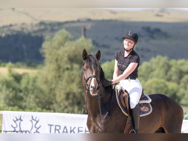 Trakehner Hengst 4 Jaar 167 cm Donkerbruin in &#1054;&#1087;&#1080;&#1094;&#1074;&#1077;&#1090; / Opicvet