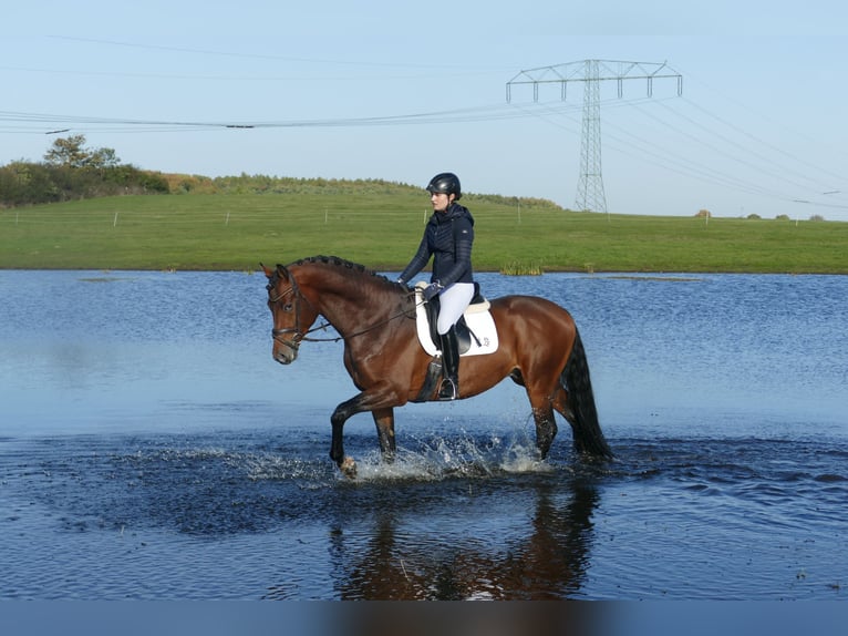 Trakehner Hengst 4 Jaar 169 cm Bruin in Ganschow