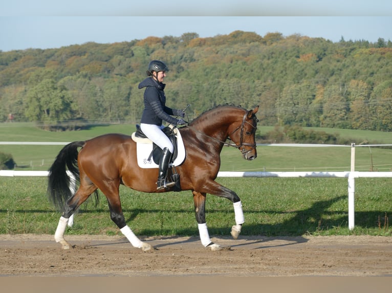 Trakehner Hengst 4 Jaar 169 cm Bruin in Ganschow