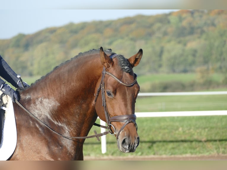 Trakehner Hengst 4 Jaar 169 cm Bruin in Ganschow