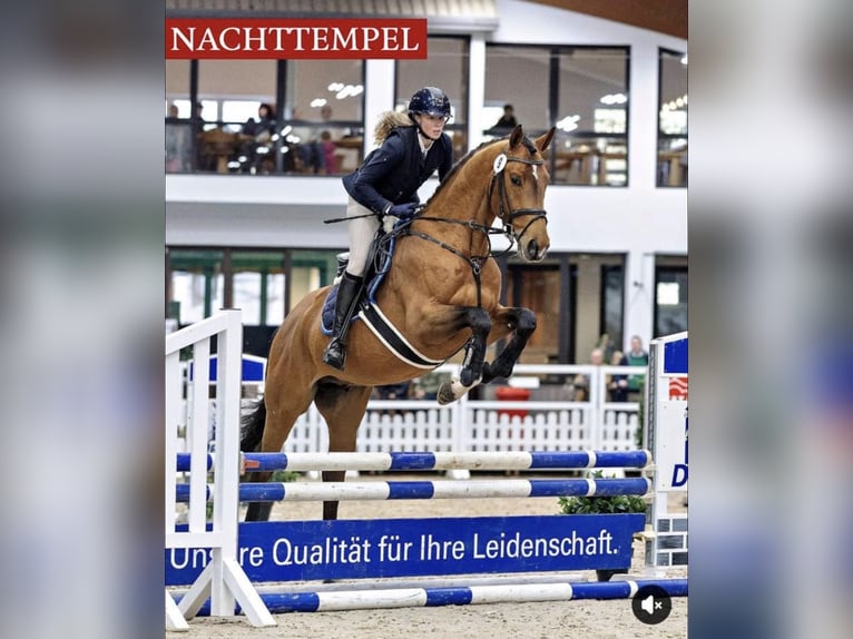 Trakehner Hengst 4 Jaar 170 cm Bruin in Freren