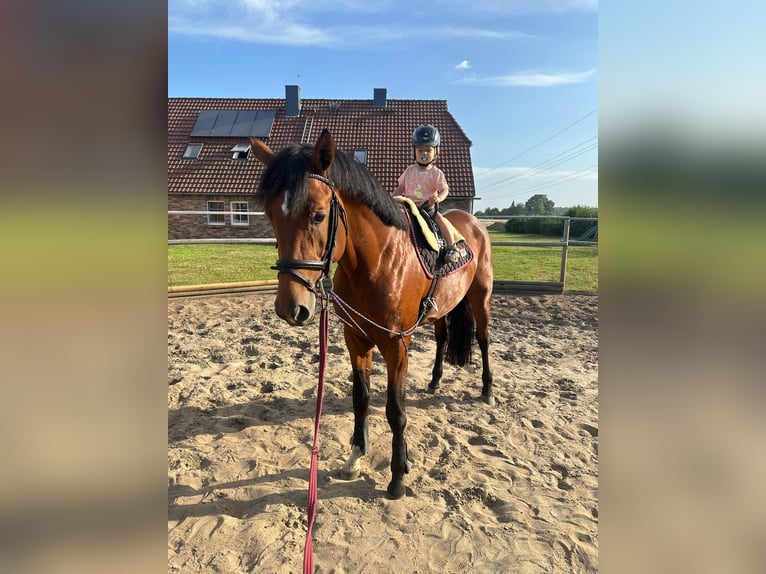 Trakehner Hengst 4 Jaar 170 cm Bruin in Freren