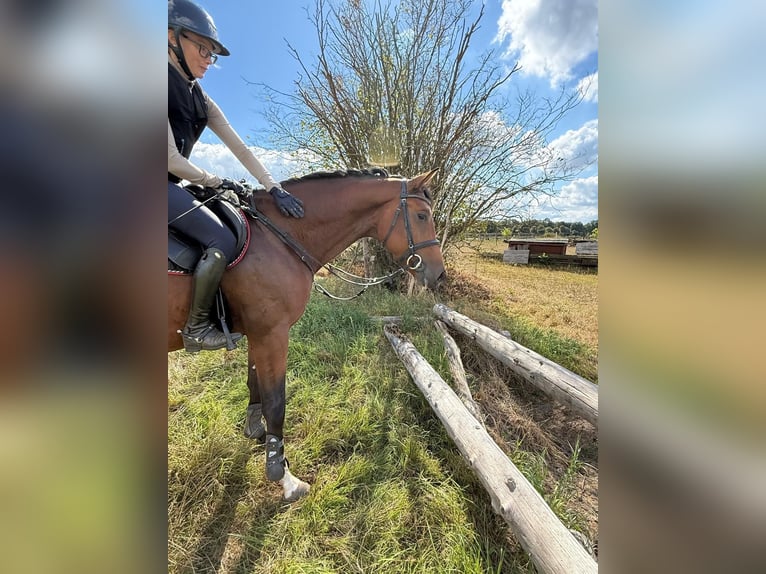 Trakehner Hengst 4 Jaar 170 cm Bruin in Freren