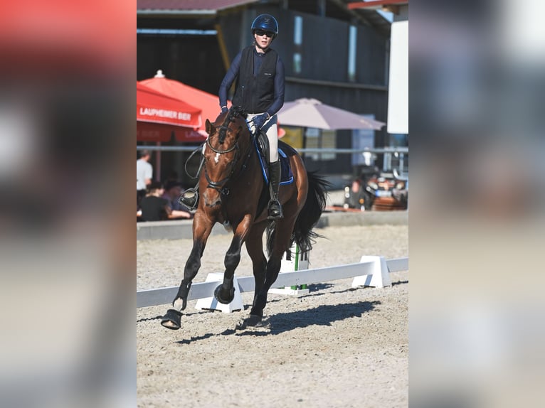Trakehner Hengst 4 Jaar 170 cm Bruin in Freren