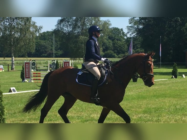 Trakehner Hengst 4 Jaar 170 cm Bruin in Freren