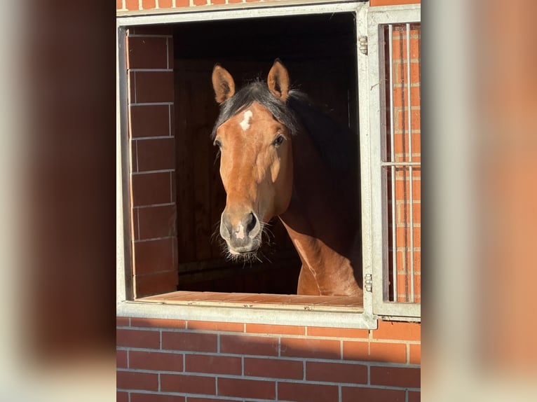 Trakehner Hengst 4 Jaar 170 cm Bruin in Thuine