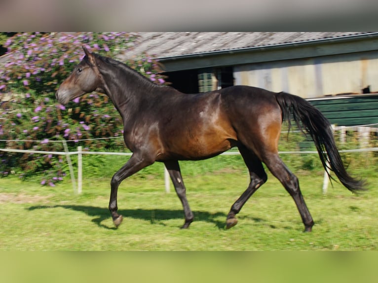 Trakehner Hengst 4 Jaar Donkerbruin in Klein Wittensee