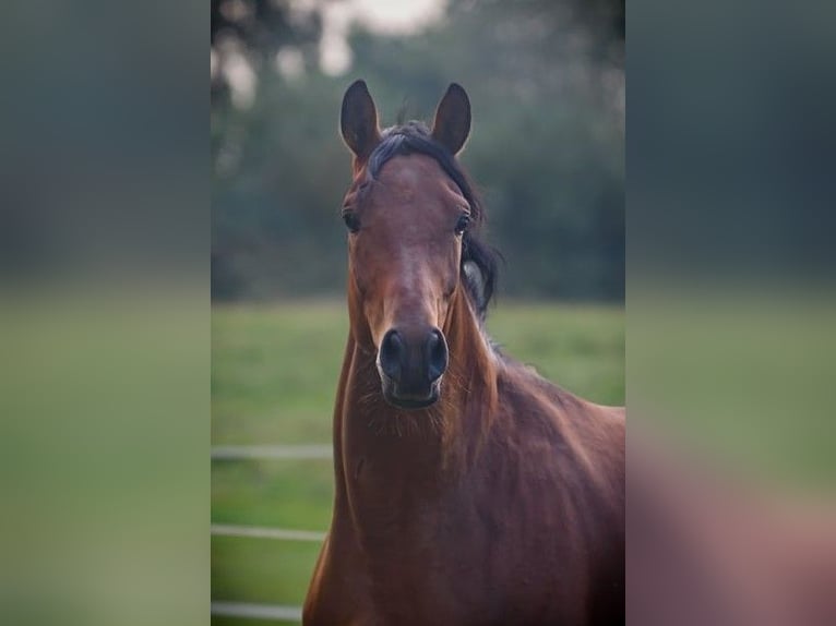 Trakehner Hengst 4 Jahre 163 cm Brauner in Holzbunge