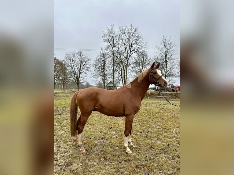 Trakehner Hengst 4 Jahre 163 cm Dunkelfuchs in Anyksciai