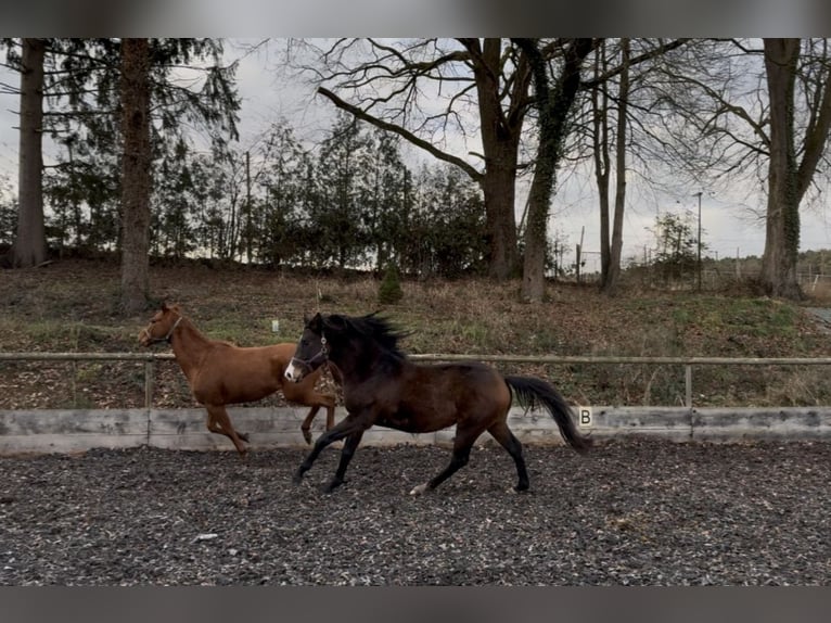 Trakehner Hengst 4 Jahre 165 cm Dunkelbrauner in Rohrbach