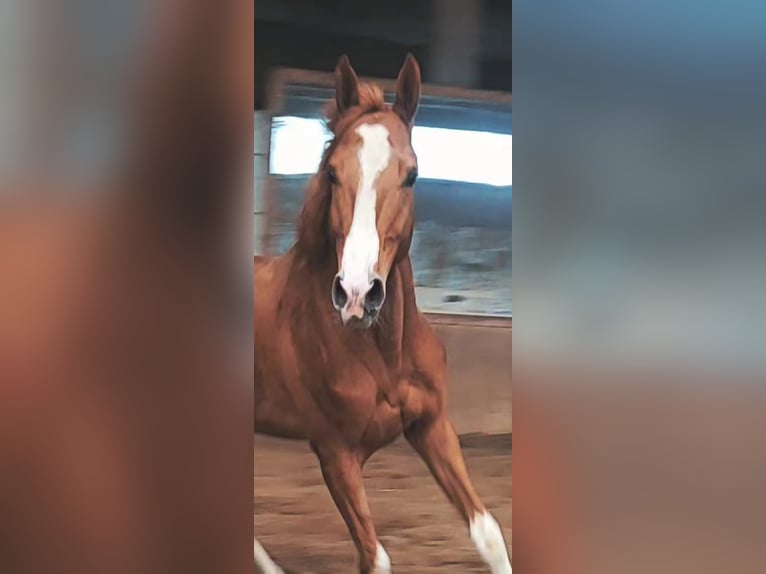 Trakehner Hengst 4 Jahre 165 cm Fuchs in Feldkirchen in K&#xE4;rnten