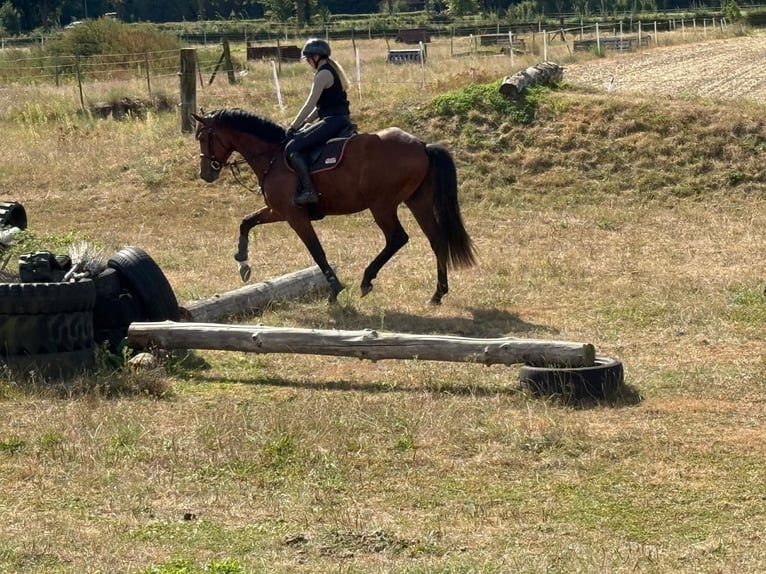 Trakehner Hengst 4 Jahre 170 cm Brauner in Freren