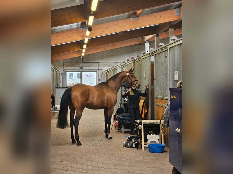 Trakehner Hengst 4 Jahre 170 cm Brauner in Freren