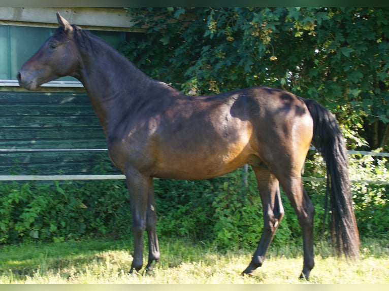 Trakehner Hengst 4 Jahre Dunkelbrauner in Klein Wittensee