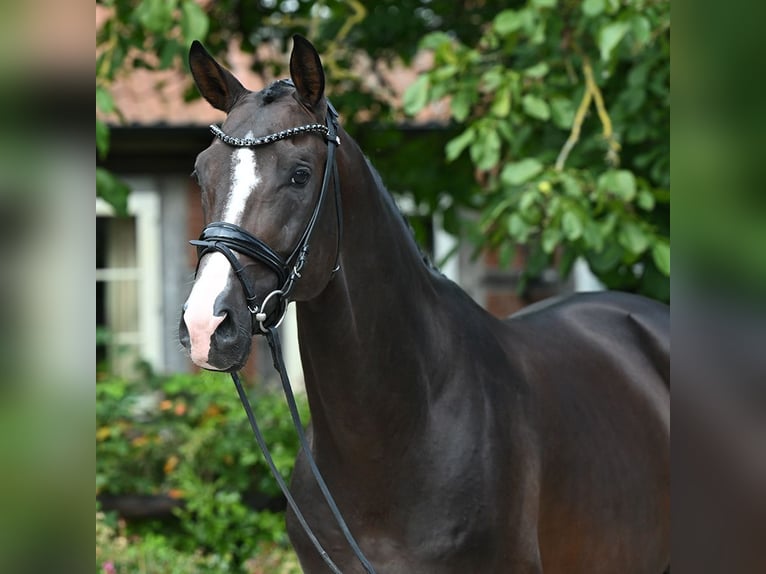 Trakehner Hengst 5 Jaar 168 cm Donkerbruin in Bad Bevensen