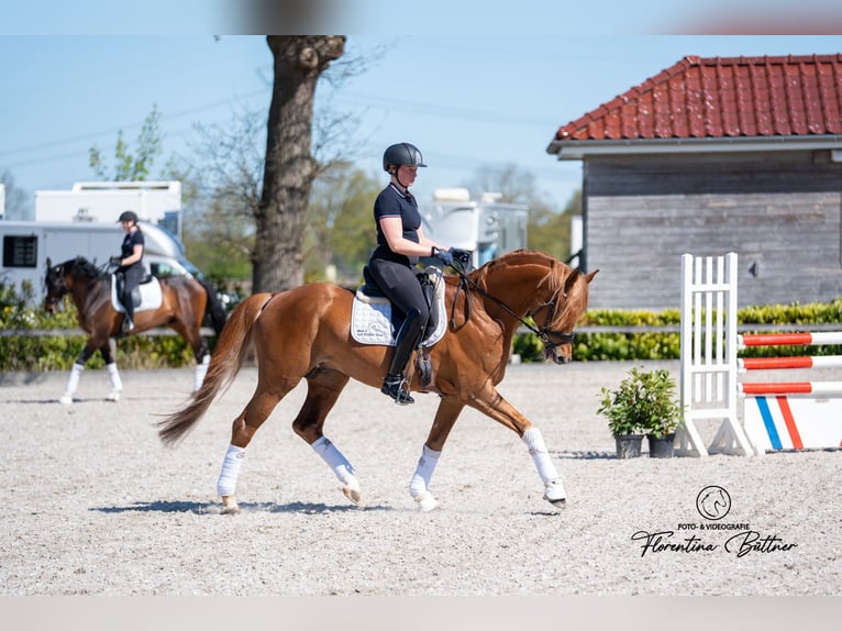 Trakehner Hengst 5 Jahre 168 cm Fuchs in Klein Offenseth