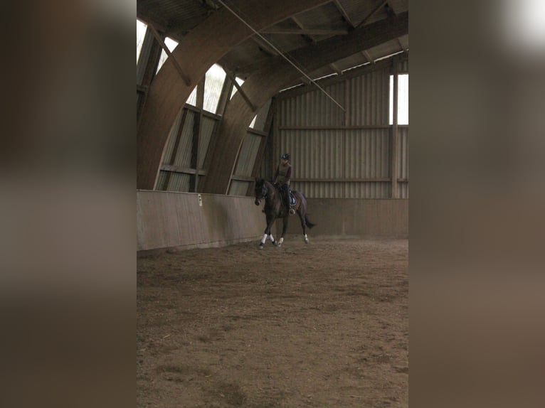 Trakehner Hengst 6 Jaar 165 cm Bruin in Weisel