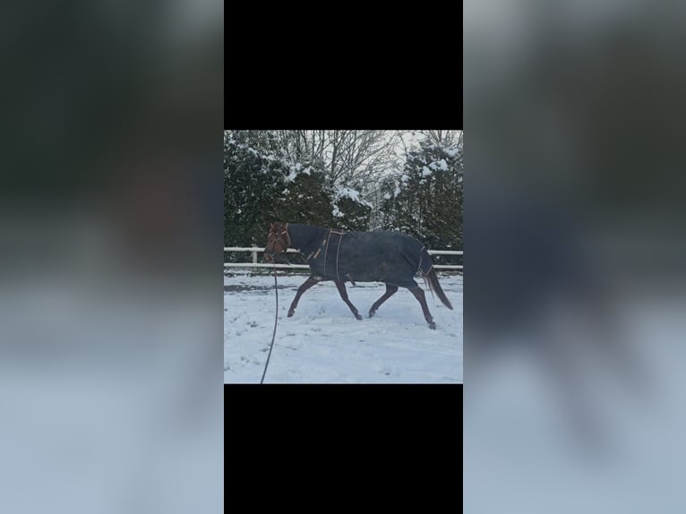 Trakehner Hengst 6 Jaar 165 cm Vos in Wuppertal