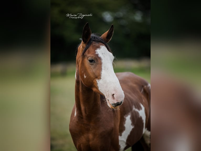 Trakehner Hengst 6 Jahre 155 cm Overo-alle-Farben in Beaumont pied-de-boeuf