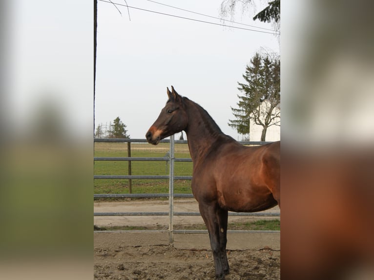 Trakehner Hengst 6 Jahre 165 cm Brauner in Weisel