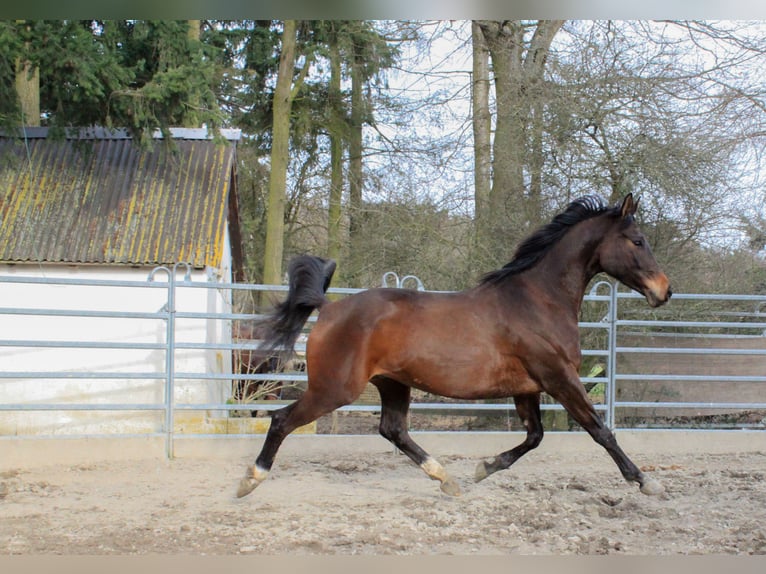 Trakehner Hengst 6 Jahre 165 cm Brauner in Weisel
