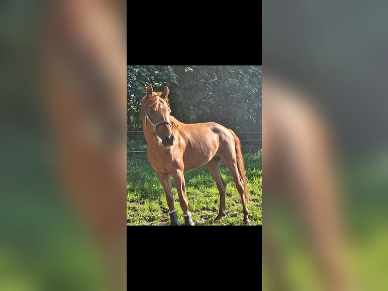 Trakehner Hengst 6 Jahre 165 cm Fuchs in Wuppertal