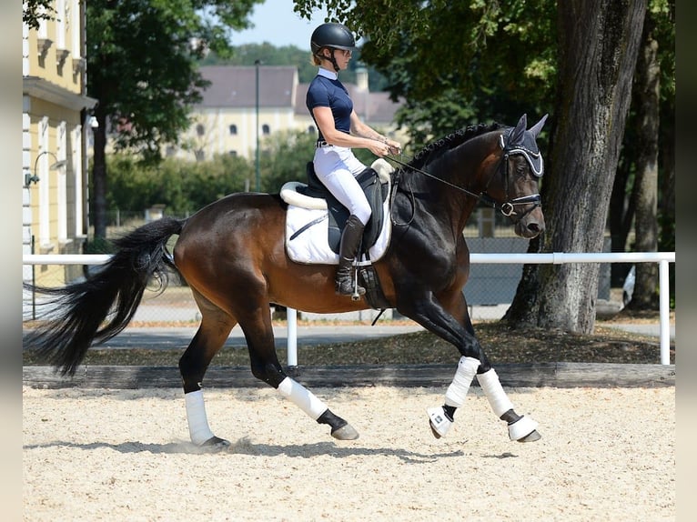 Trakehner Hengst 6 Jahre 166 cm Dunkelbrauner in Stadl-Paura