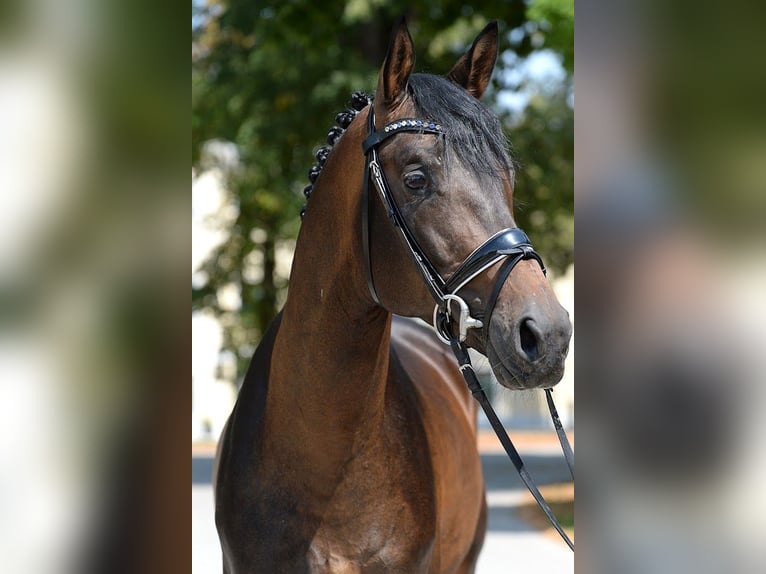 Trakehner Hengst 6 Jahre 166 cm Dunkelbrauner in Stadl-Paura