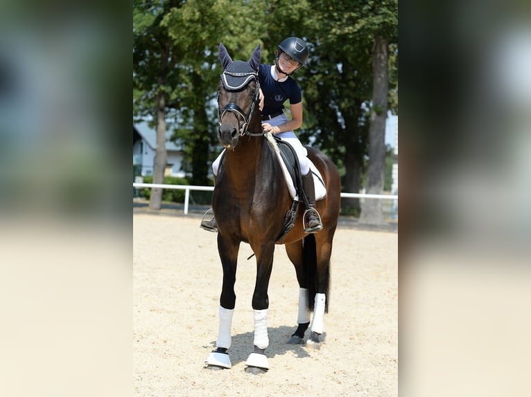 Trakehner Hengst 6 Jahre 166 cm Dunkelbrauner in Stadl-Paura