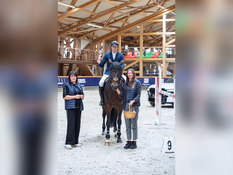 Trakehner Hengst 7 Jaar 168 cm Roodbruin in Pagegiu sav.