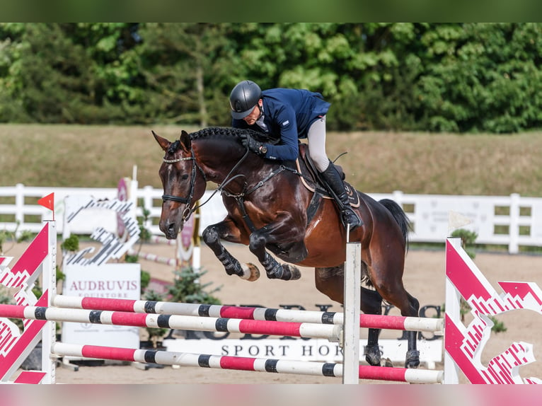 Trakehner Hengst 7 Jaar 168 cm Roodbruin in Pagegiu sav.