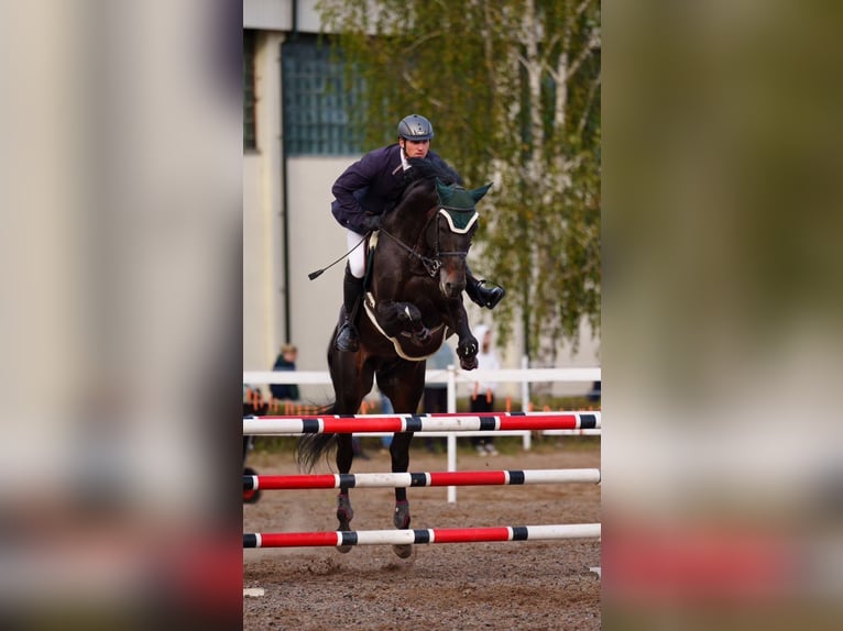 Trakehner Hengst 7 Jaar 170 cm Donkerbruin in Paupis, Sk Mustangas