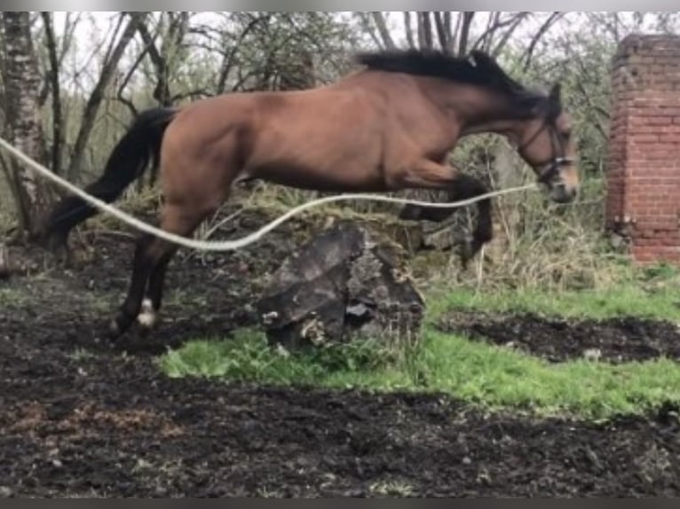 Trakehner Hengst 8 Jaar 165 cm Roodbruin in Nalikajmy