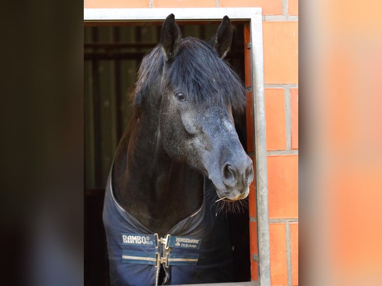 Trakehner Hengst 8 Jaar 170 cm Zwartschimmel in Feldbach