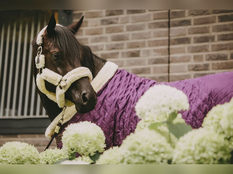 Trakehner Hengst 8 Jaar 171 cm Zwart in Dreieich