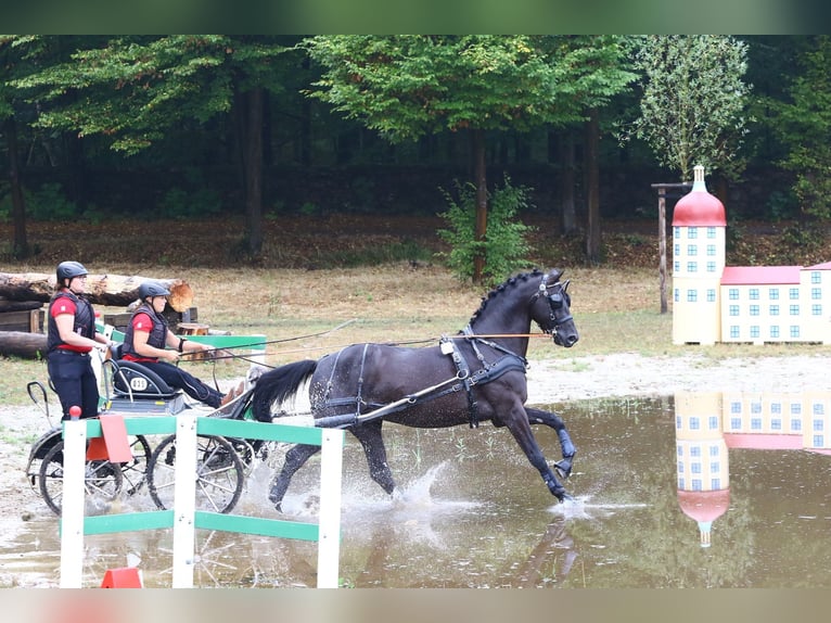 Trakehner Hengst 8 Jaar 171 cm Zwart in Dreieich