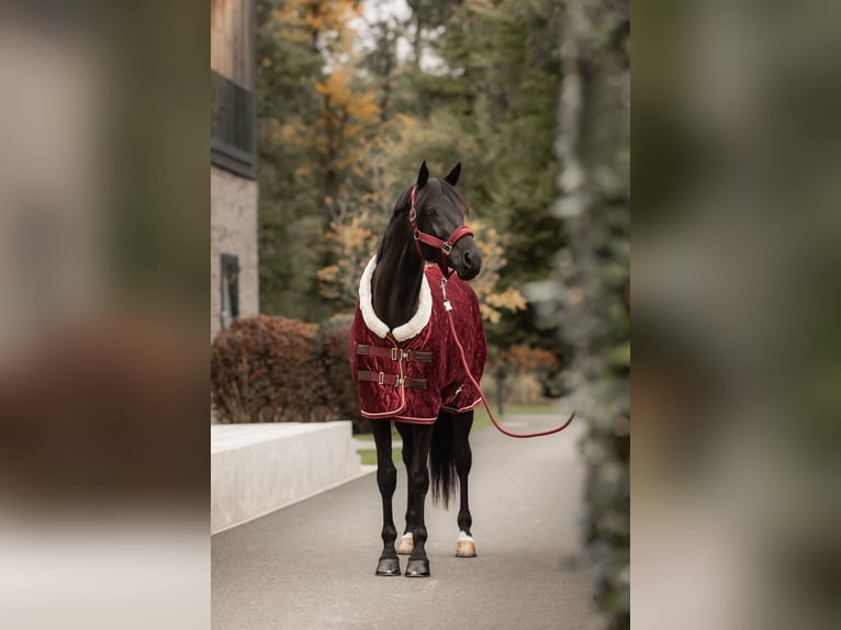 Trakehner Hengst 8 Jaar 171 cm Zwart in Dreieich