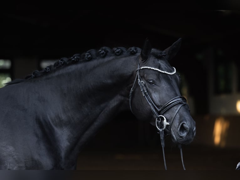 Trakehner Hengst 8 Jaar 171 cm Zwart in Dreieich