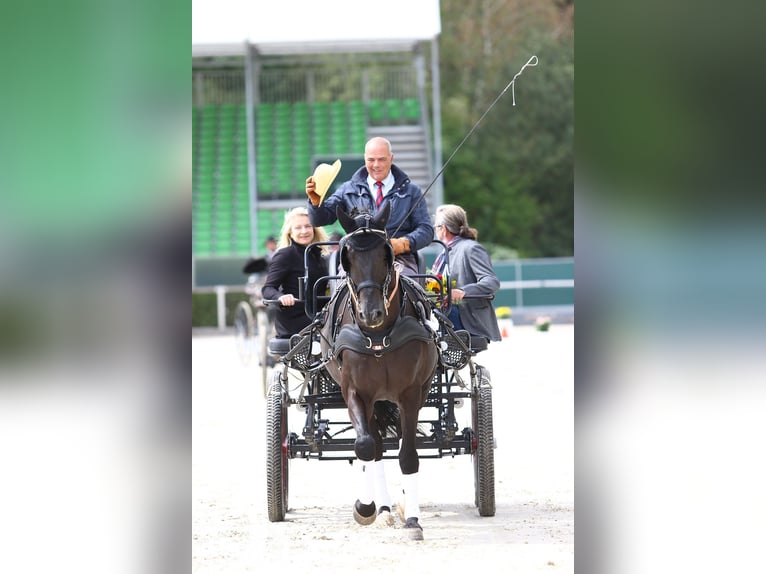 Trakehner Hengst 8 Jaar 171 cm Zwart in Dreieich