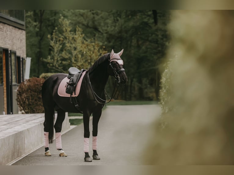 Trakehner Hengst 8 Jaar 171 cm Zwart in Dreieich