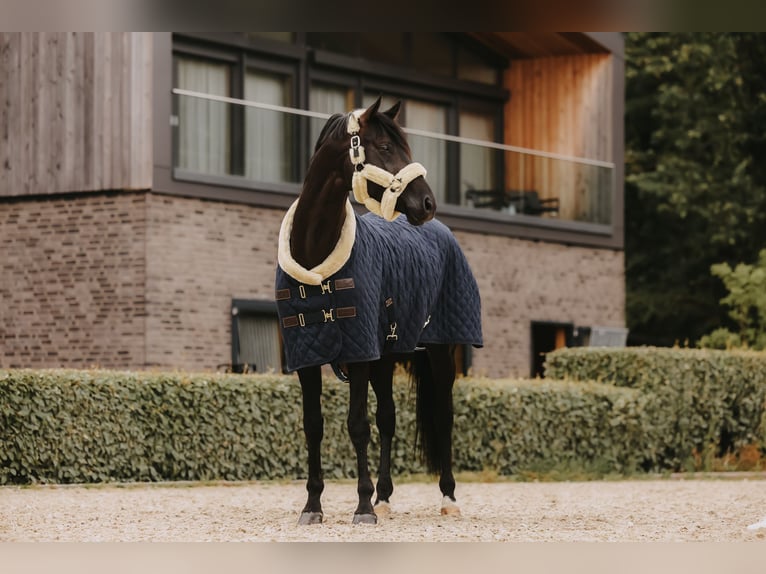 Trakehner Hengst 8 Jaar 171 cm Zwart in Dreieich