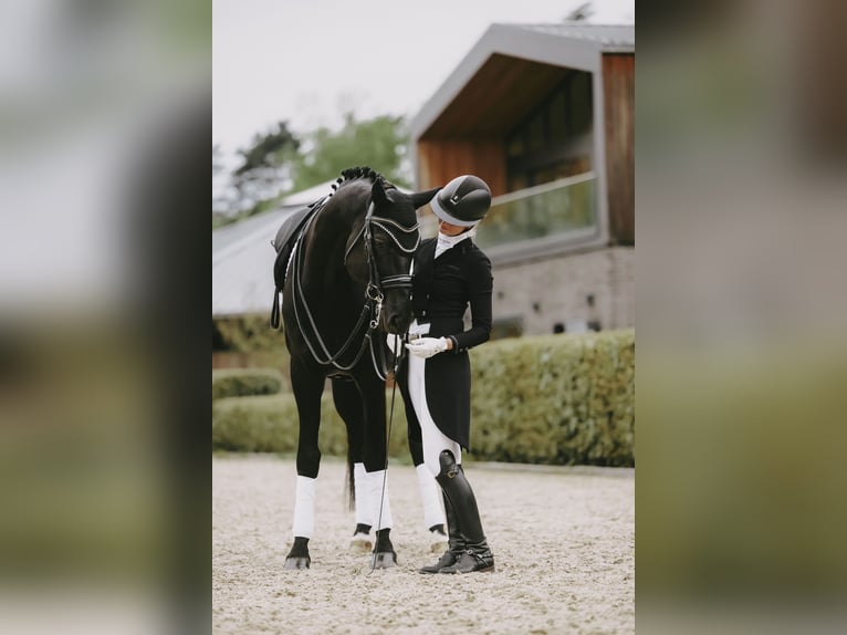 Trakehner Hengst 8 Jaar 171 cm Zwart in Dreieich