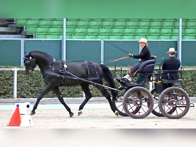 Trakehner Hengst 8 Jaar 171 cm Zwart in Dreieich