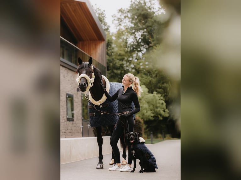 Trakehner Hengst 8 Jaar 171 cm Zwart in Dreieich