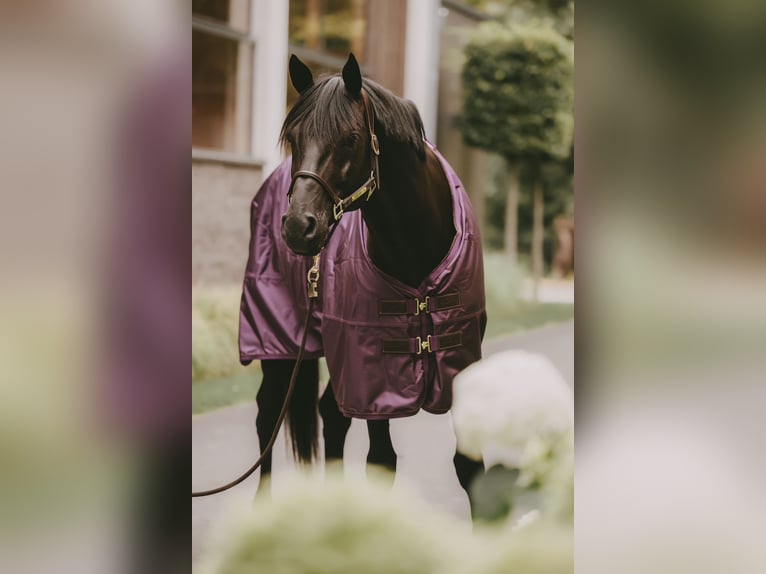 Trakehner Hengst 8 Jaar 171 cm Zwart in Dreieich