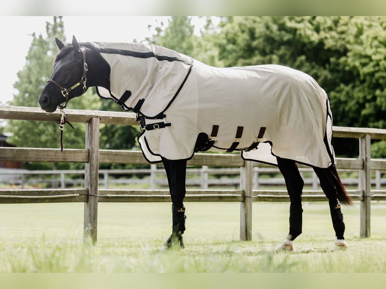 Trakehner Hengst 8 Jaar 171 cm Zwart in Dreieich