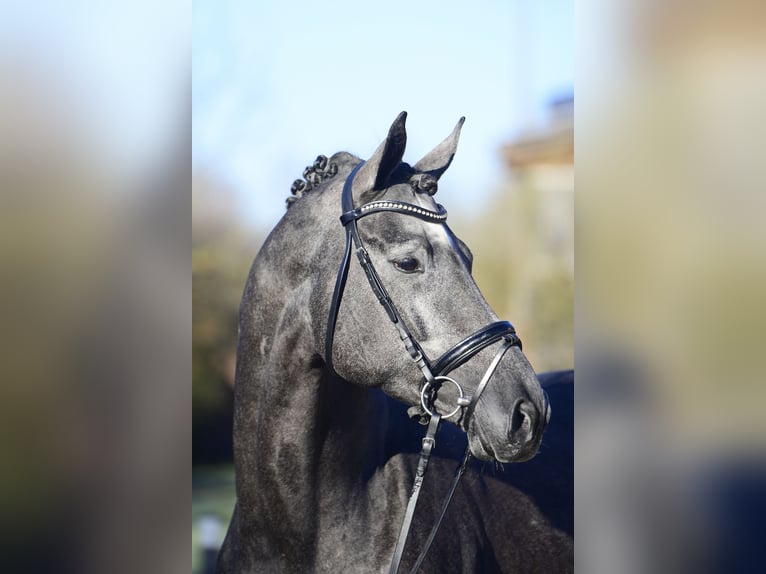 Trakehner Hengst 8 Jahre 170 cm Rappschimmel in Feldbach