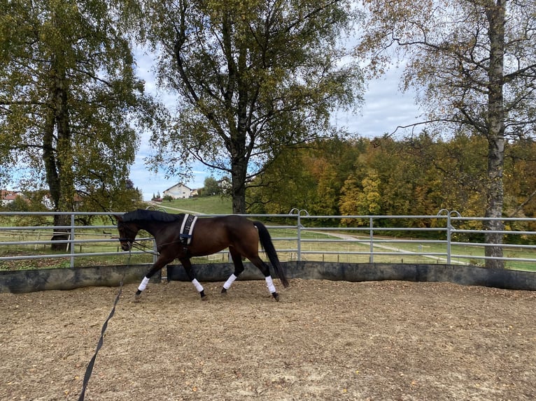 Trakehner Hengst 9 Jaar 168 cm Bruin in Sankt Johann